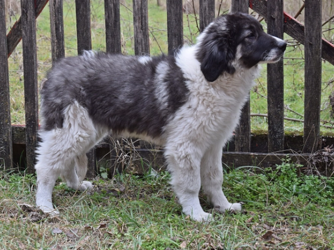Bucovina Shepherd puppy for sale
