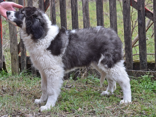 Bucovina Shepherd puppy for sale