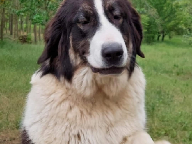 Bucovina Shepherd puppy for sale