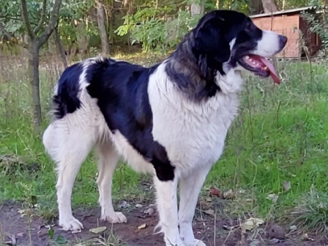 Bucovina Shepherd puppy for sale