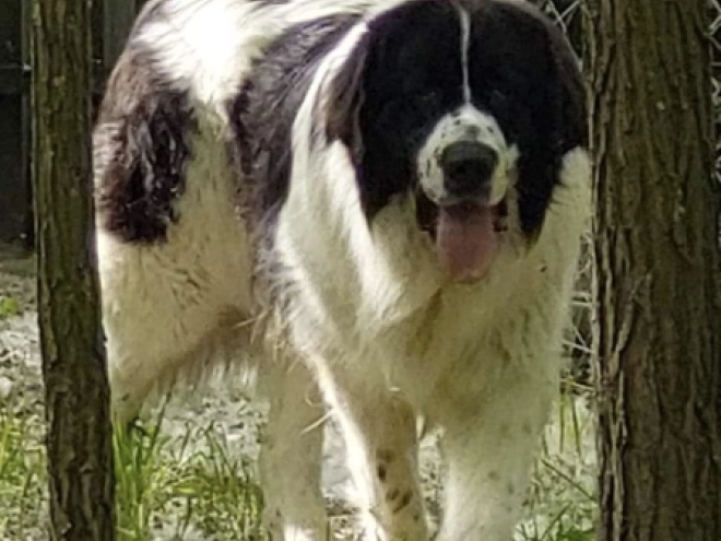 Bucovina Shepherd puppy for sale