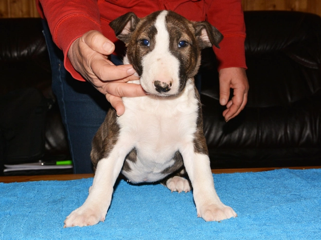 Bull Terrier puppy for sale