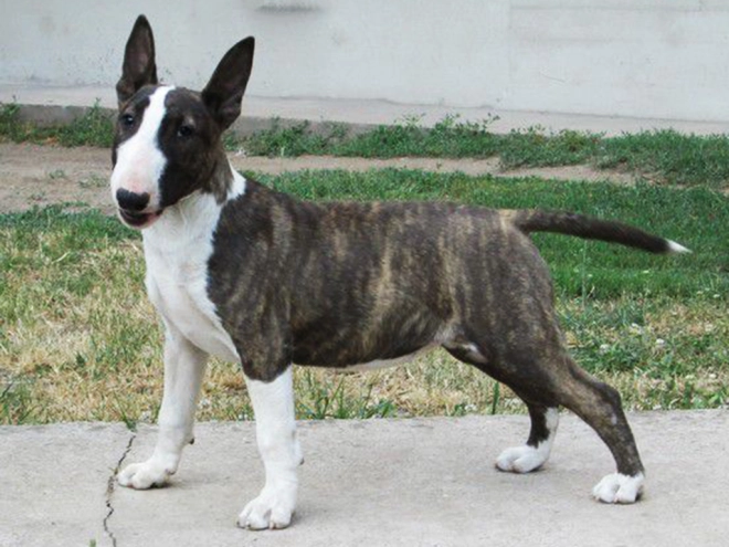 Bull Terrier puppy for sale
