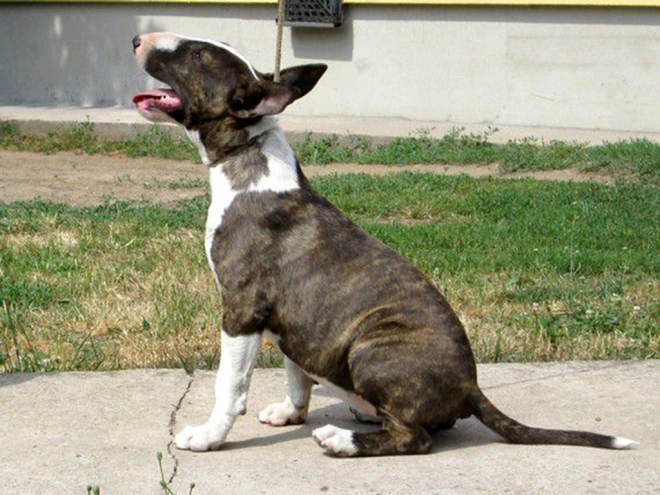 Bull Terrier puppy for sale