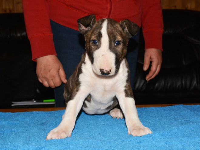 Bull Terrier puppy for sale