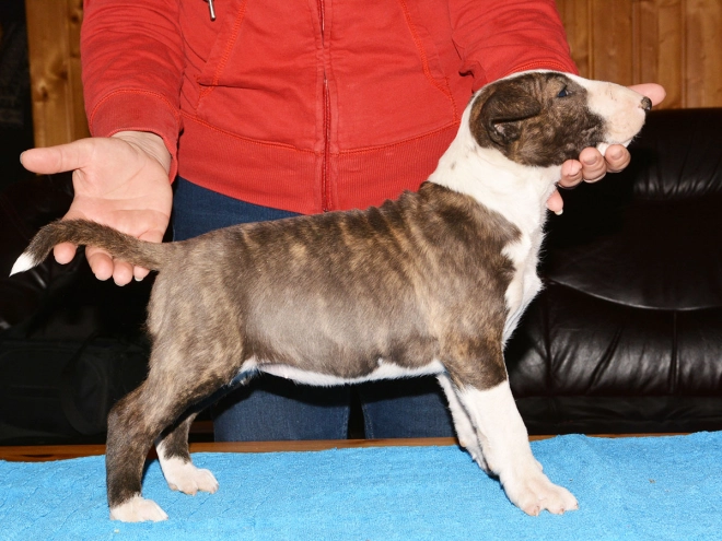 Bull Terrier puppy for sale
