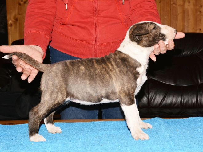 Bull Terrier puppy for sale