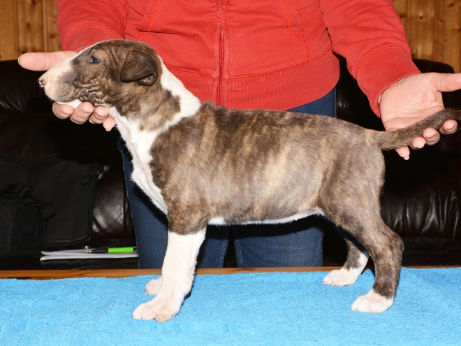 Bull Terrier puppy for sale
