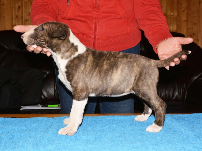 Bull Terrier puppy for sale