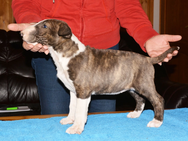 Bull Terrier puppy for sale