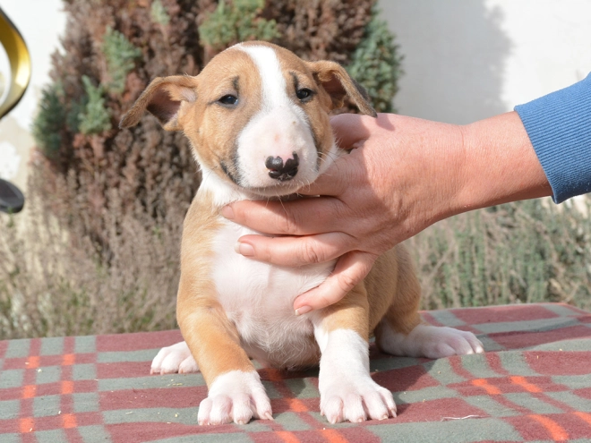 Bullterrier Welpe kaufen