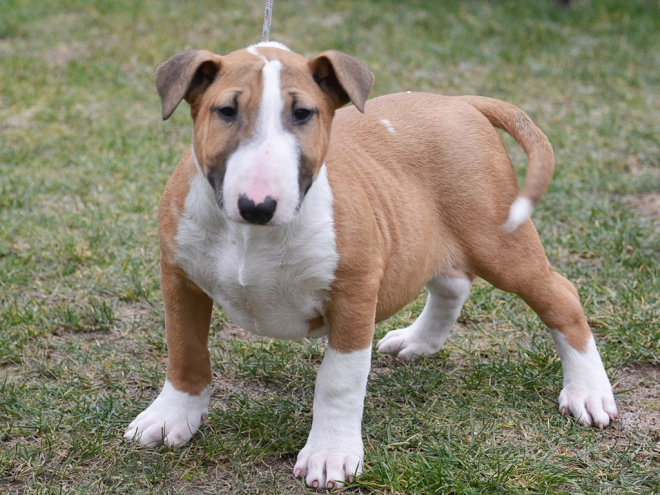 Bullterrier Welpe kaufen
