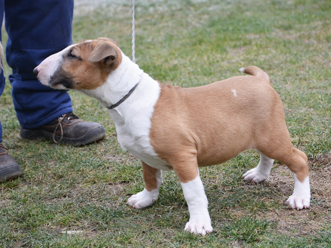 Bullterrier Welpe kaufen