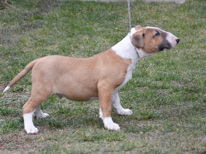 Bullterrier Welpe kaufen