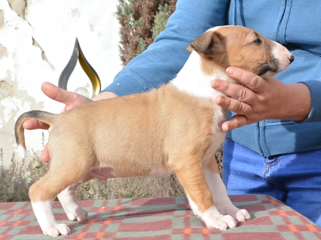 Bullterrier Welpe kaufen