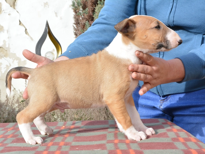 Bullterrier Welpe kaufen