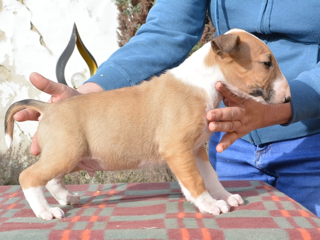 Bullterrier Welpe kaufen