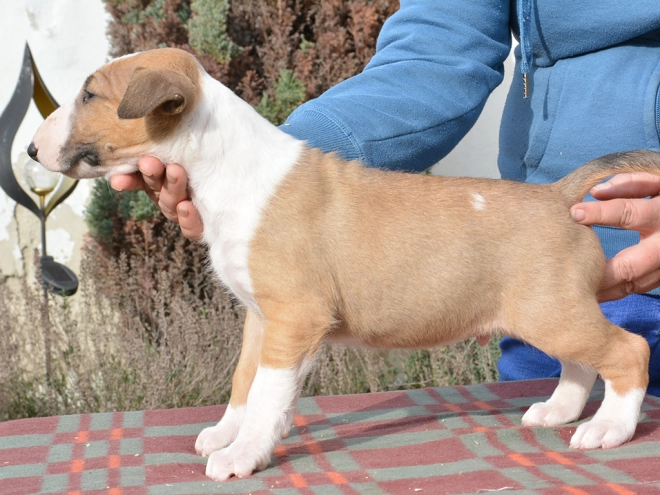 Bullterrier Welpe kaufen