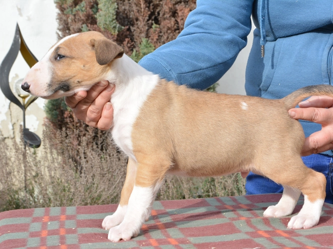 Bullterrier Welpe kaufen