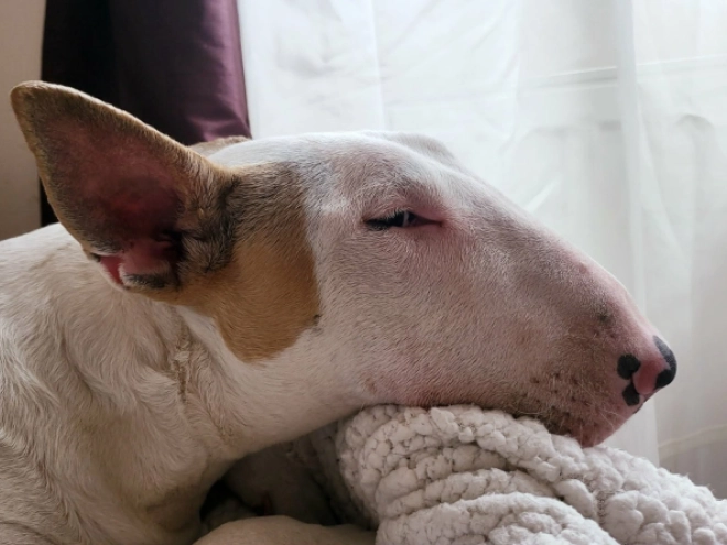 Bullterrier Welpe kaufen