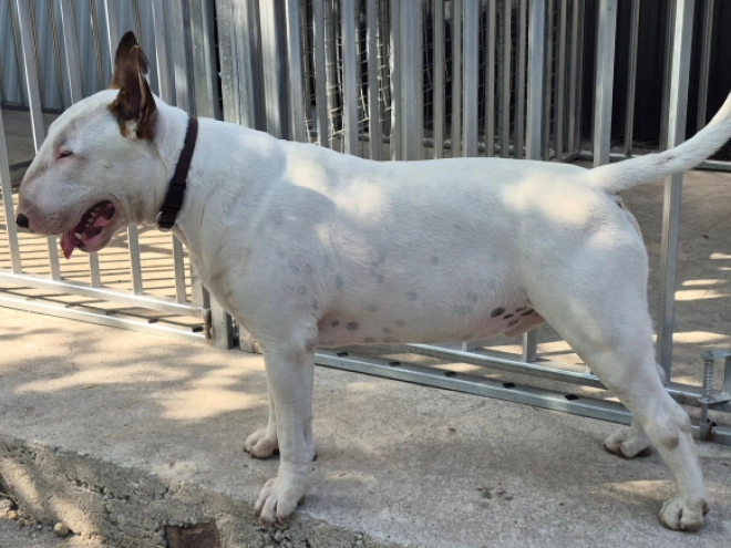 Bullterrier Welpe kaufen