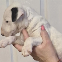 Beautiful Joe, white with markings Bull Terrier for sale