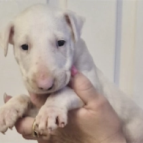 Baxter, white Bull Terrier for sale