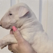 Gandalf, white Bull Terrier for sale