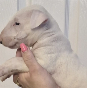 Bullterrier Welpe kaufen