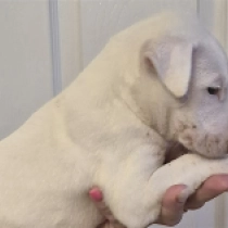 Jesse James, white Bull Terrier for sale