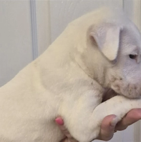 Bullterrier Welpe kaufen