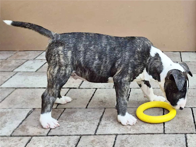 Bull Terrier puppy for sale