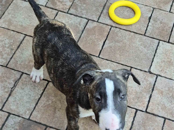 Bull Terrier puppy for sale