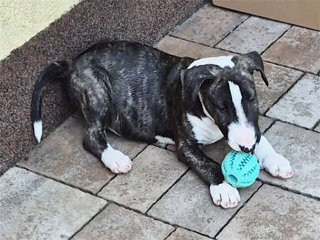 Bull Terrier puppy for sale