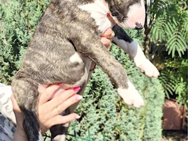 Bull Terrier puppy for sale