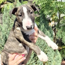 Zeus, brindle and white Bull Terrier for sale