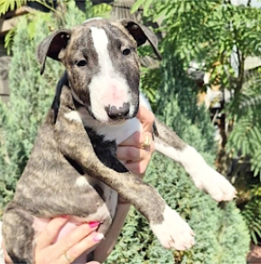 Bull Terrier puppy for sale