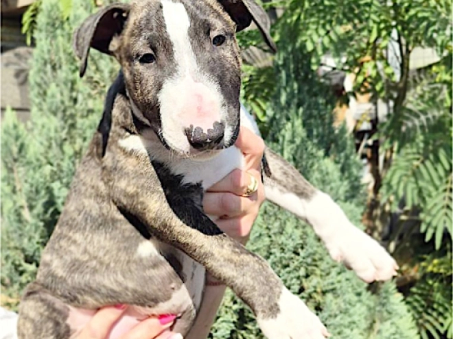 Bull Terrier puppy for sale