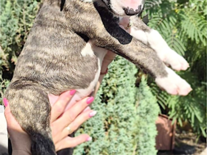 Bull Terrier puppy for sale