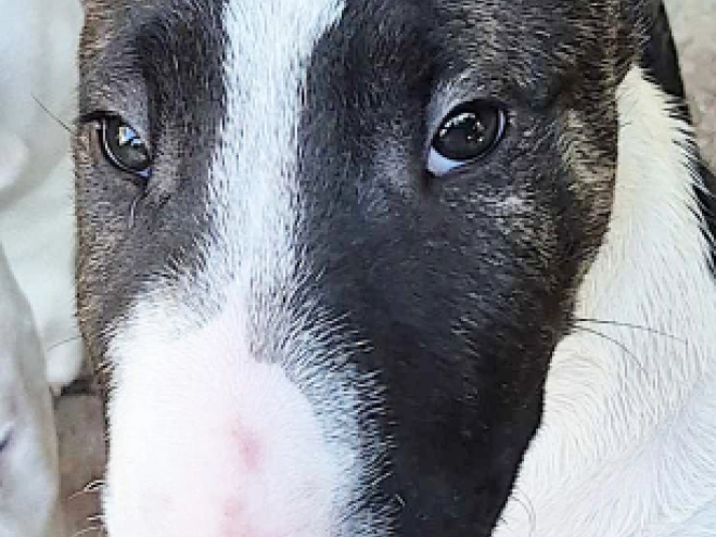 Bull Terrier puppy for sale