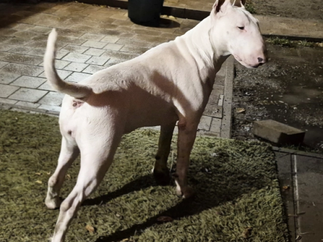 Bull Terrier puppy for sale