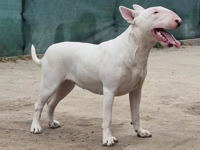 Bull Terrier puppy for sale