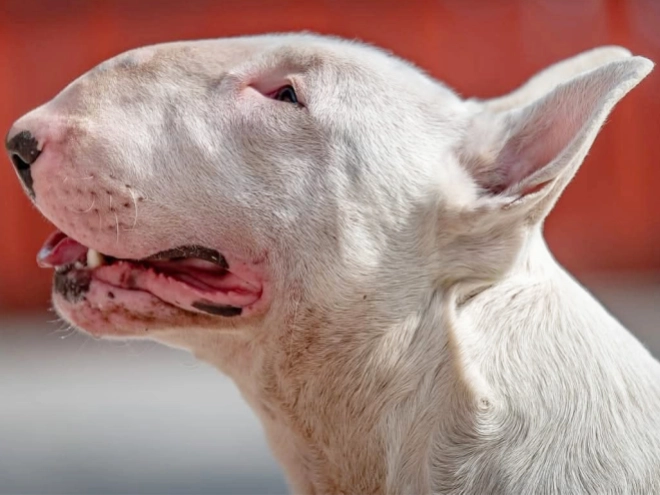 Bull Terrier puppy for sale