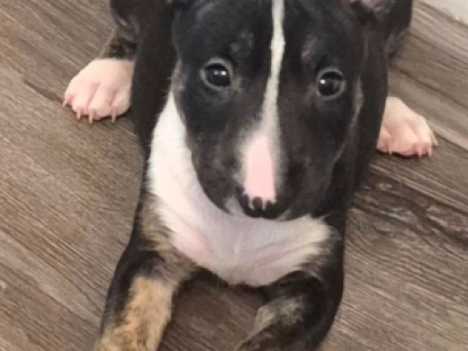 Bullterrier Welpe kaufen
