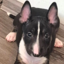 Barbara, tricolor Bullterrier Welpen kaufen