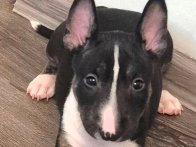 Bullterrier Welpe kaufen