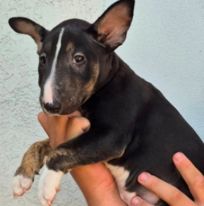 Bull Terrier puppy for sale