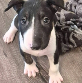 Bullterrier Welpe kaufen