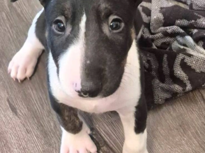 Bullterrier Welpe kaufen