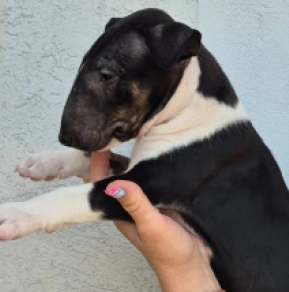 Bull Terrier puppy for sale